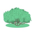 Vector garden bush isolated shrub hedge. Green bush cartoon grass shrubbery plant. Royalty Free Stock Photo