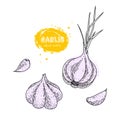 Vector garlic hand drawn illustration in the style of engraving. Detailed vegetarian food drawing. Farm market product