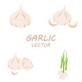 Vector Garlic icons set