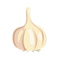 Vector garlic illustration isolated in cartoon style. Herbs and Species Series. Royalty Free Stock Photo
