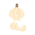 Vector of garlic Isolated sliced garlic clove on a white background. illustration in vector format