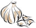 Vector garlic