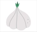 Vector garlic on white background. Healthy food icon. Vegetable illustration