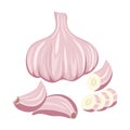 Vector garlic whole and sliced