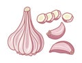 Vector garlic whole and sliced