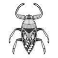 Vector giant water bug of coloring book