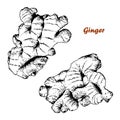 Vector ginger root set.