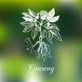 Vector ginseng illustration on blurred background. Botanical drawing in engraving style. Green organic, eco herb.