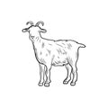 Vector goat sketch, outline illustration, farm animal isolated on white background. Royalty Free Stock Photo