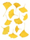 Vector gold ginkgo-leaf