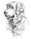 Vector Golden retriever Royalty Free Stock Photo