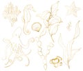 Vector golden sketch set with underwater life. Hand painted seahorse, laminaria, starfish and shell isolated on white