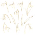 Vector golden snowdrops set. Hand drawn snowdrops flowers on white background