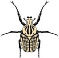 Vector Goliathus beetle