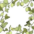 Vector Gooseberry branch. Green leaf. Plant botanical garden floral foliage. Frame wreath. Engraved ink art. Royalty Free Stock Photo