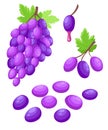 Vector grape illustration Bunch of wine grapes with leaf flat color icon for food apps and websites Royalty Free Stock Photo