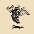 Vector grape illustration. Vine bunch with leaves logo. Hand sketched winemaking element in engraved style.