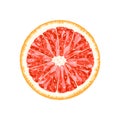 Vector grapefruit, pomelo slice. Illustration of citrus Royalty Free Stock Photo