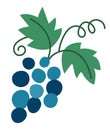 Vector grapes icon. Fruit illustration