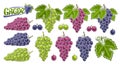 Vector Grapes Set