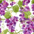 Vector grapes vine seamless pattern. Vineyard hand drawn illustration. Design elements for wine label or packaging.