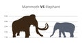 Vector graph or infographics comparing the height and size of mammoth and elephant with units of height. Mammoth vs elephant.