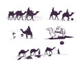 Vector graphic camels silhouettes set