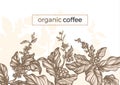 Vector graphic coffee tree branch, leaf, bean. Vintage