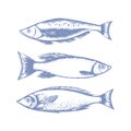 vector Graphic collection of small sprat fish , drawn in the style of linear art. The seafood menu includes sardines and