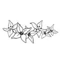 Vector graphic flower garland of sea buckthorn floral banner illustration. Black and white graphic plant drawing