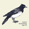 Vector graphic illustration of bird. Skylark hand drawn illistration. Vintage style. Royalty Free Stock Photo