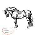 Vector graphic illustration farm riding and trotting andalusian horse