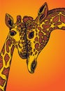 Vector graphic illustration with two giraffes in love.