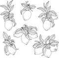 Vector graphic set with lemon fruits on the branches Royalty Free Stock Photo