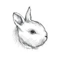 Vector graphic sketch of baby rabbit profile in black isolated on white background. Silhouette of decorative cute bunny head. Royalty Free Stock Photo