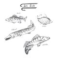 Vector graphical illustration set of fish