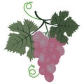 Vector graphics clipart Bunch of Pink Grape