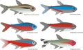 Vector graphics of different tetra species