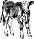 Vector graphics illustration farm animals cow Hereford calf