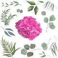 Vector grass and flower set. Eucalyptus, different plants and leaves, hydrangea