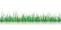 Vector Grass Illustration Royalty Free Stock Photo