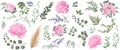 Vector grass and pink flower set. Eucalyptus, different plants and leaves, lavender, pink peony