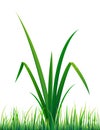 Vector grass with water drops Royalty Free Stock Photo