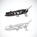 Vector of grasshopper on white background. Insect.