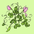 Vector green background with pink lathyrus flower