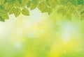 Vector green, bokeh, nature background. Green leaves border Royalty Free Stock Photo