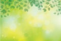 Vector green, bokeh, nature background. Green leaves border. Blurred effect Royalty Free Stock Photo