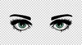 Vector green female eyes with long lashes and make up. Beautiful girls Royalty Free Stock Photo