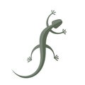 Vector green gecko isolated on white background Royalty Free Stock Photo