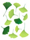 Vector green ginkgo-leaf